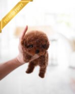 DAPHNE  - FEMALE (PURCHASED by JEANETTE)