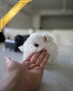 ARCHIE - MALE (PURCHASED by PATRICIA)