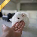 ARCHIE - MALE (PURCHASED by PATRICIA)