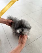 SULTAN - MALE (PURCHASED by CYNTHIA) - Image 3