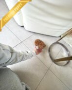 HENRI - MALE (PURCHASED by CHLOE) - Image 5