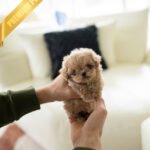 CAMILLE - FEMALE (PURCHASED by KIM)