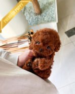 AGATHA - FEMALE (PURCHASED by SARI)