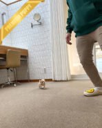 BOGART - MALE  (PURCHASED by CESAR) - Image 5