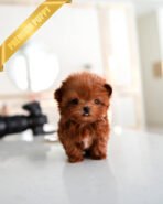 BOOMER - MALE (PURCHASED by SAMIRA)