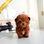 BOOMER - MALE (PURCHASED by SAMIRA)