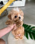 MYLES - MALE (PURCHASED by ROMAN) - Image 2