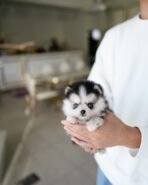 COCO - FEMALE (PURCHASED by TRIANA)