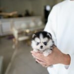 COCO - FEMALE (PURCHASED by TRIANA)