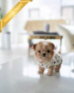 TOFFEE - FEMALE (PURCHASED by ALIREZA) - Image 4