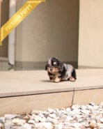 ENZO - MALE (PURCHASED by POUPAE) - Image 2