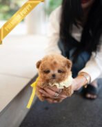 NUGGET - FEMALE (PURCHASED by JENNIFER) - Image 4