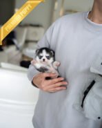 GRACIE - FEMALE (PURCHASED by KIM)