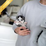 GRACIE - FEMALE (PURCHASED by KIM)