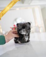 PICO - MALE (PURCHASED by HARLOW & LANDON) - Image 3