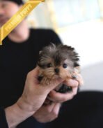 ZOEY - FEMALE (PURCHASED by LAUR) - Image 3