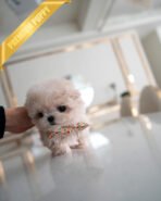 LYRA - FEMALE (PURCHASED by MARIA)