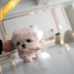 LYRA - FEMALE (PURCHASED by MARIA)