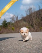 NUGGET - MALE (PURCHASED by SAPNA)