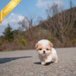 NUGGET - MALE (PURCHASED by SAPNA)