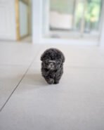 STERLING - MALE (PURCHASED by KIM)