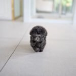 STERLING - MALE (PURCHASED by KIM)