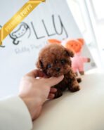 TIPPY - FEMALE (PURCHASED by COURTNEY)