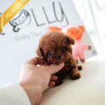 TIPPY - FEMALE (PURCHASED by COURTNEY)