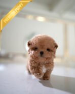 BISCUIT - MALE (PURCHASED by DUNG) - Image 3