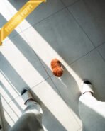 CINNAMON - FEMALE (PURCHASED by DANAE) - Image 7