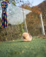 POMY - FEMALE (PURCHASED by ROSEN) - Image 4