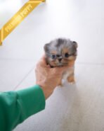 PEBBLES - FEMALE (PURCHASED by MARIA) - Image 3