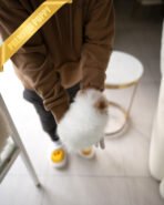 ARTHUR - MALE (PURCHASED by HADASSAH) - Image 6