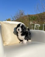 APOLLO - MALE (PURCHASED by PATRICK) - Image 4