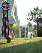 AGGIE - FEMALE (PURCHASED by TAMMIE) - Image 6