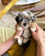 TRIXIE - FEMALE (PURCHASED by DANIEL) - Image 3