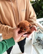 AMELIA - FEMALE (PURCHASED by YULIANA) - Image 2