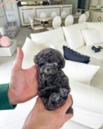 CAPRI - FEMALE (PURCHASED by ARACELI)