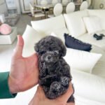 CAPRI - FEMALE (PURCHASED by ARACELI)