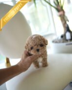 CAMILLE & OWEN - FEMALE & MALE (PURCHASED by ELVIRA) - Image 3