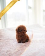 ZIGGY - MALE (PURCHASED by TAMARA) - Image 3