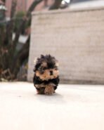 EMMA - FEMALE (PURCHASED by PETER) - Image 3