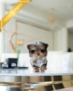 BUSTER - MALE (PURCHASED by ANN) - Image 4