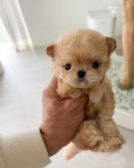 EWAN - MALE (PURCHASED by LAURA)