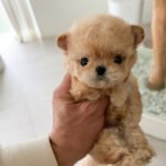 EWAN - MALE (PURCHASED by LAURA)