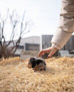 MABLE - FEMALE (PURCHASED by POUPAE) - Image 5