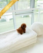 SIENNA - FEMALE (PURCHASED by SARA) - Image 3