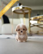 LYRA - FEMALE (PURCHASED by HANA) - Image 3