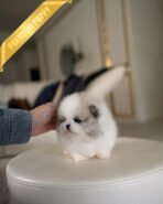 THEO - MALE - Image 6