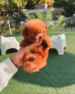 TIPPY - FEMALE (PURCHASED by STEPHANIE) - Image 2